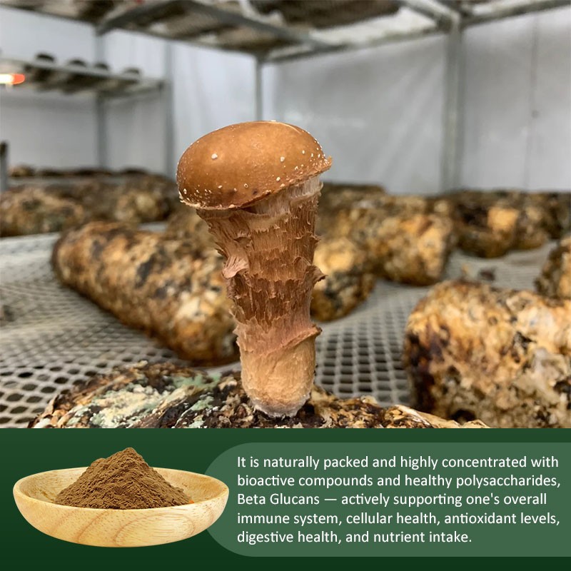 AMULYN Natural Food Grade Herbal Extract High Quality Agaricus Blazei Murill Powder in Drum Packaging