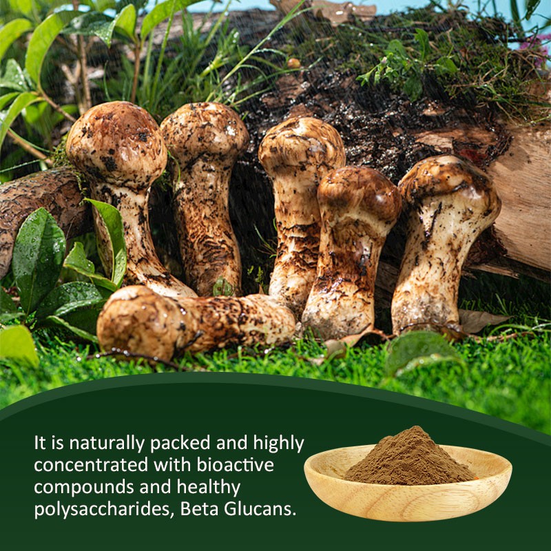 AMULYN Natural Food Grade Herbal Extract High Quality Agaricus Blazei Murill Powder in Drum Packaging