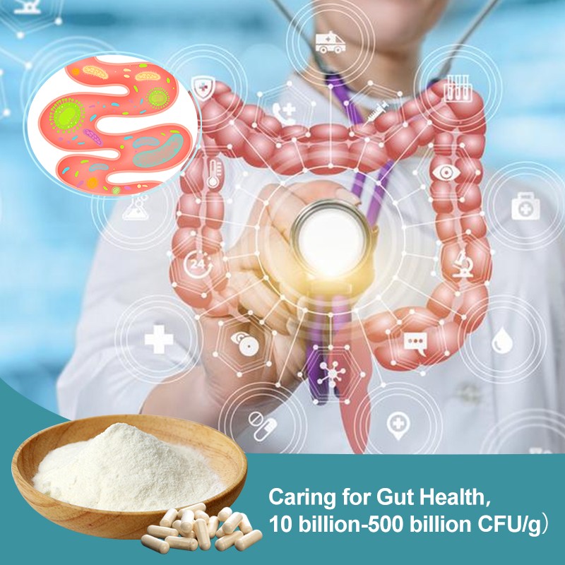 AMULYN High Quality Freeze-Dried Powder Probiotics in White Appearance Manufacturer Direct Pricing