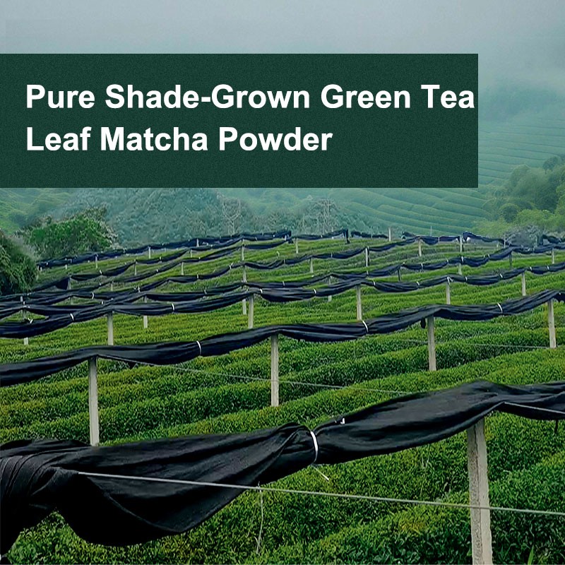 AMULYN Factory Private Label Bulk Matcha 100% Natural Pure Green Tea Organic Ceremonial Grade Matcha Powder