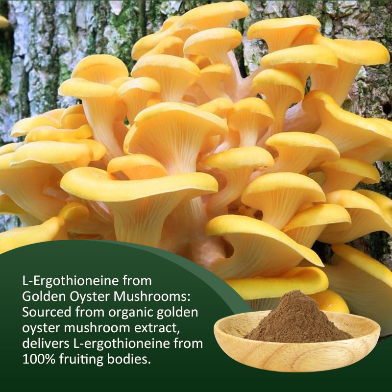 AMULYN Food Grade Natural High Quality Pleurotus Citrinopileatus Golden Oyster Mushroom Extract Powder Ergothioneine Powder