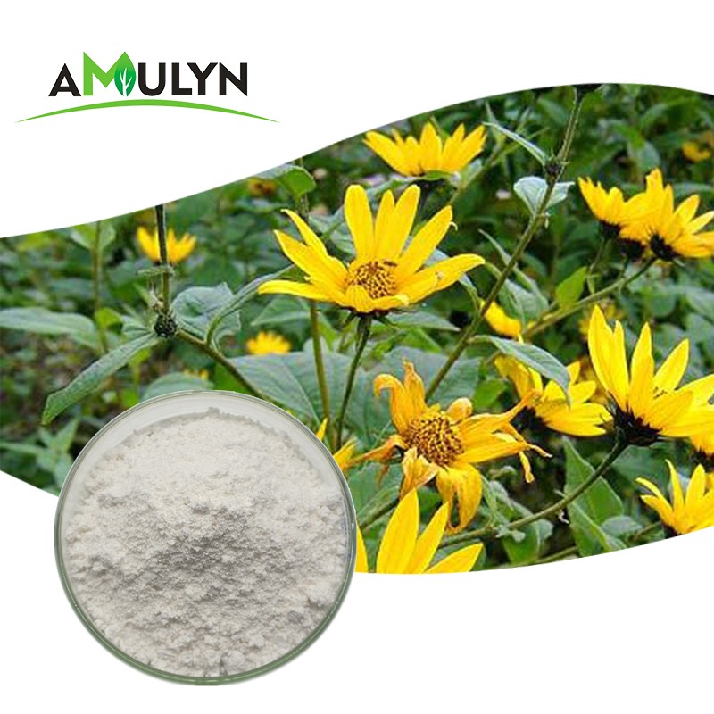 Instant Chicory Coffee Powder India Chicory Powder