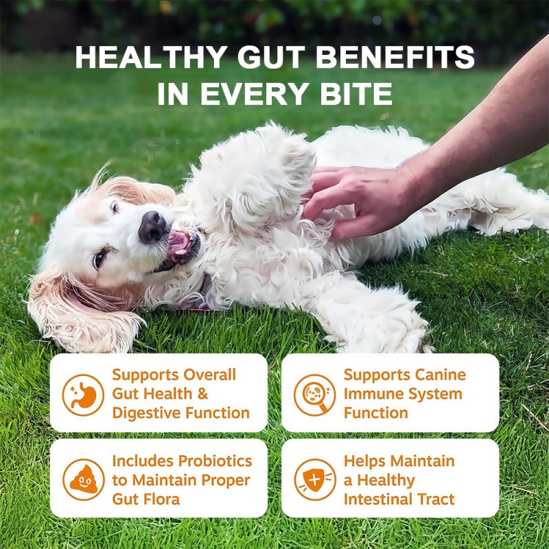 Gut Health Chews Supplier - OEM Probiotics Anti Allergy Pet Digestive