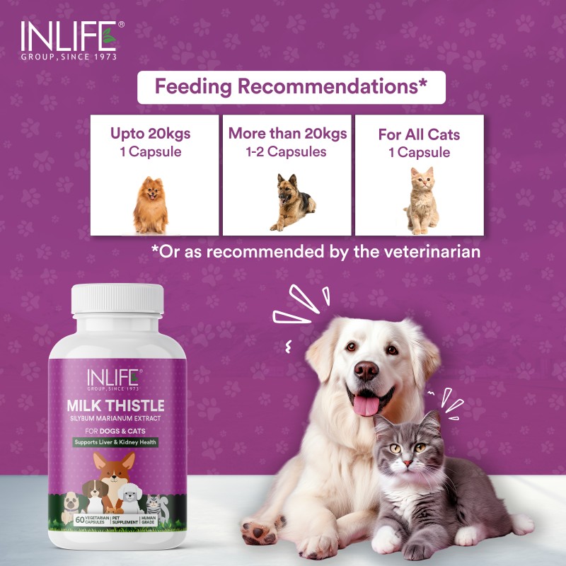 Milk Thistle Capsules for Pets - OEM Immune Support Supplement Factory