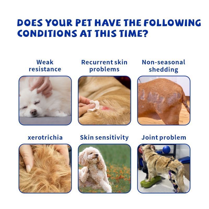 Turmeric Soft Chews - Curcumin Pet Supplement