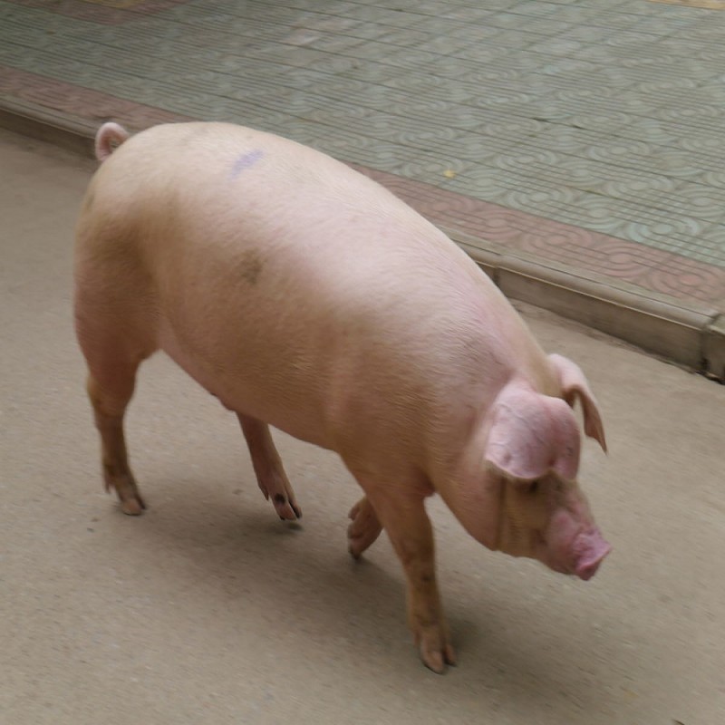 Best Probiotics for Pigs Swine Piglets China Supplier Fast Delivery