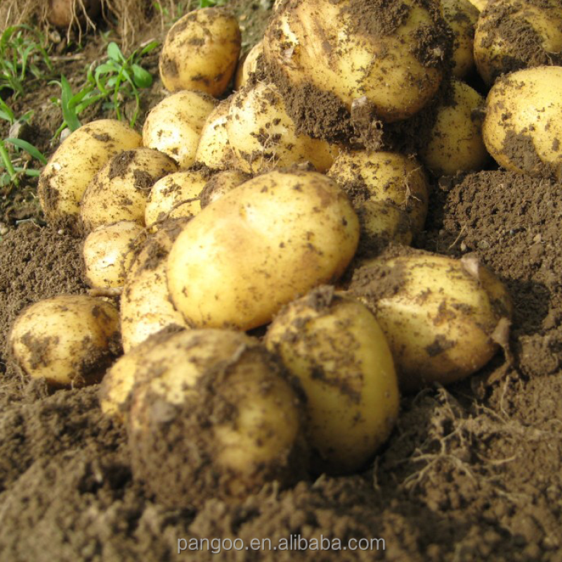 Bio Fertilizer / Plant Probiotics / Soil Microbiology