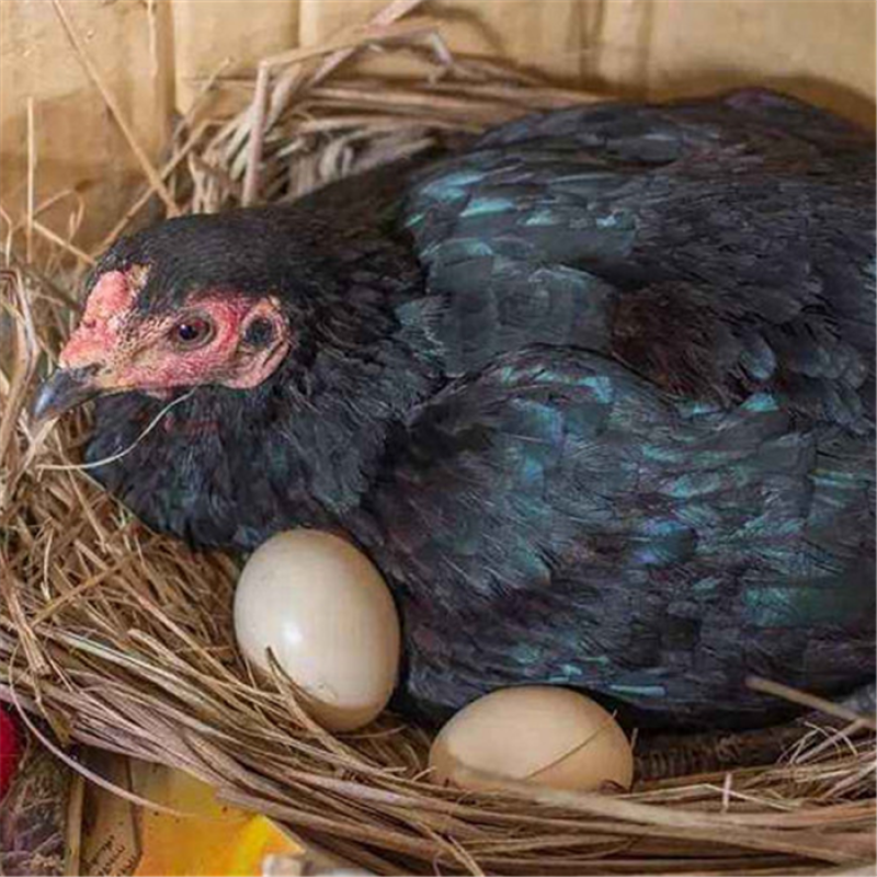 PANGOO   Cell-wall Broken Yeast for Animals