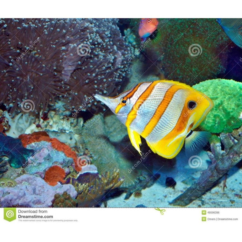 Yeast Probiotics for Baby Fish Food Additive