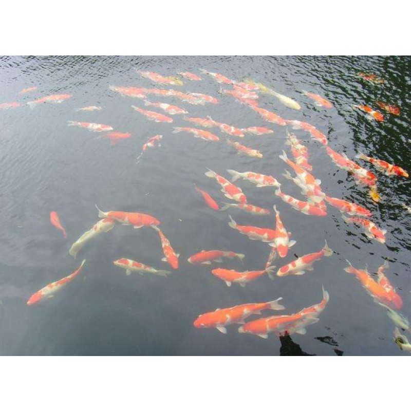 Outstanding Quality Yeast Probiotics for Baby Fish to Promote Growth