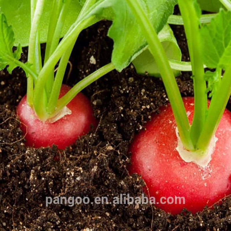 Ornamental Plants Tissue Culture