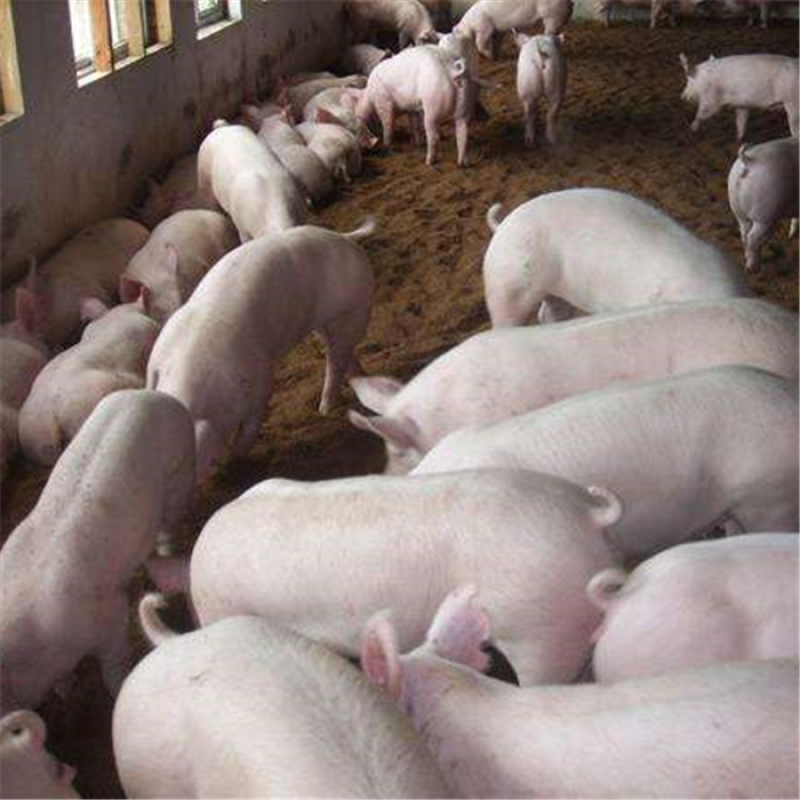Pangoo  Probiotics for Animals to Promote Growth