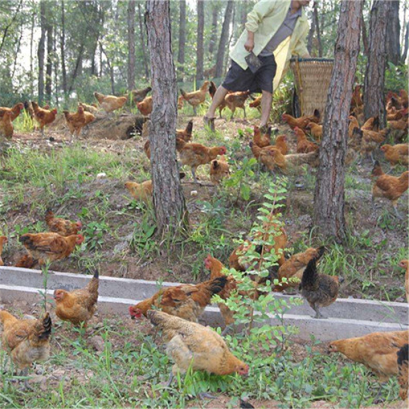 PANGOO   Cell-wall Broken Yeast for Animals