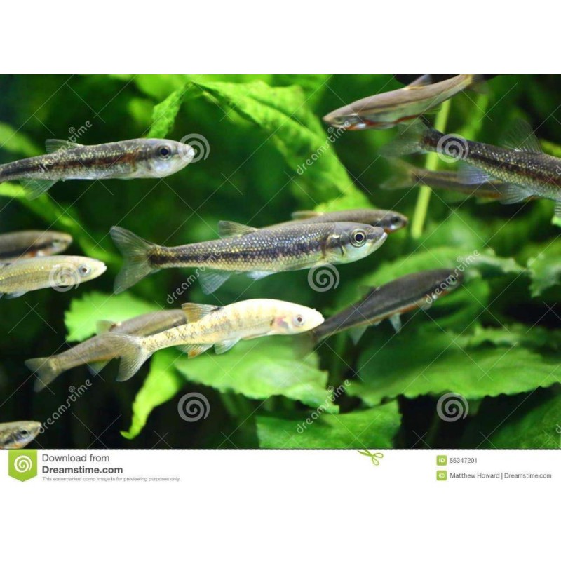 Outstanding Quality Yeast Probiotics for Baby Fish to Promote Growth