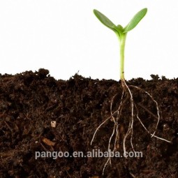 Ornamental Plants Tissue Culture