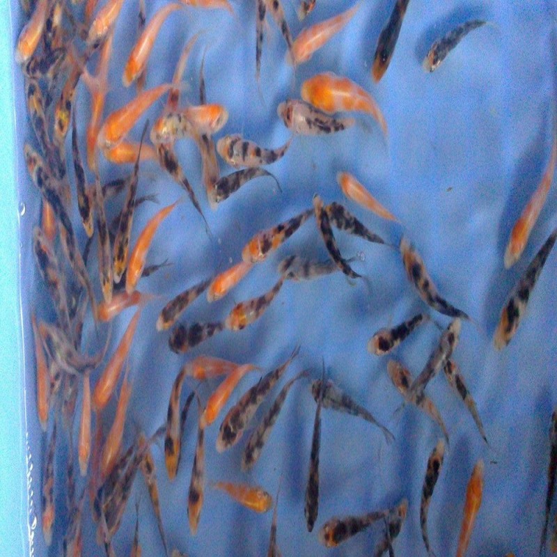 Well Manufacture Feed Additive Probiotics for Fish Shrimps Shells