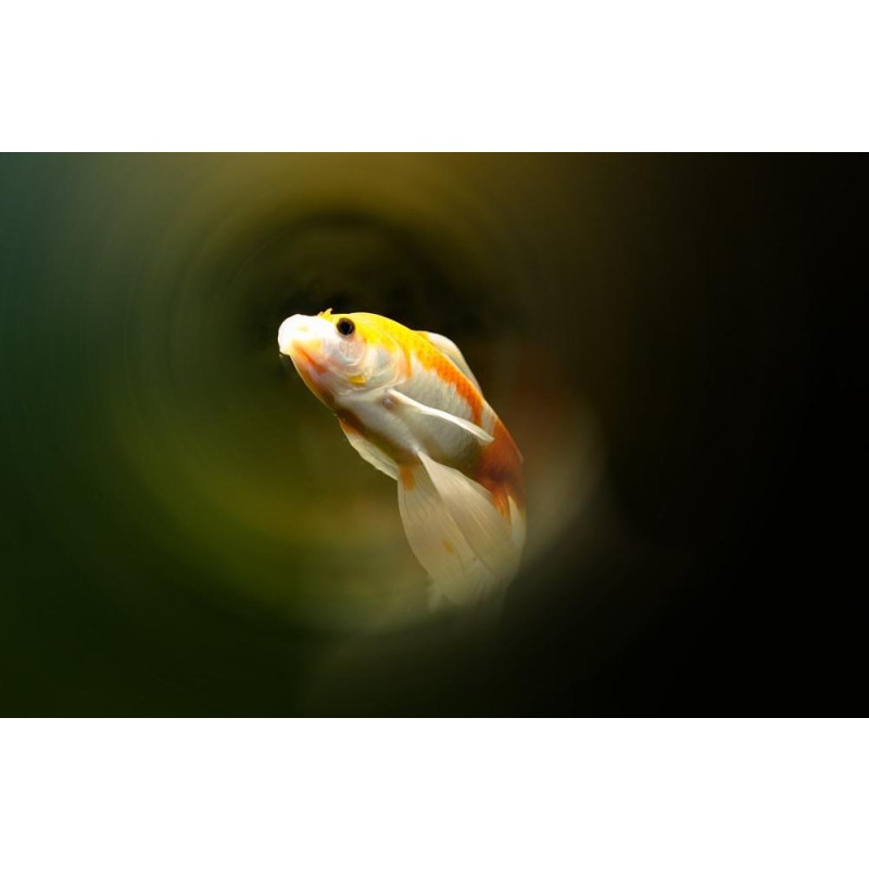 Outstanding Quality Yeast Probiotics for Baby Fish to Promote Growth