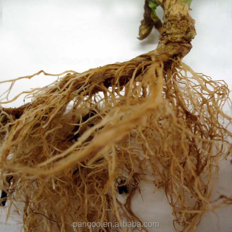 Bio Fertilizer / Plant Probiotics / Soil Microbiology