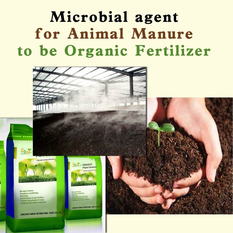Bacteria to Compost Animal Manure/organic Waste/sludge/cow Dung