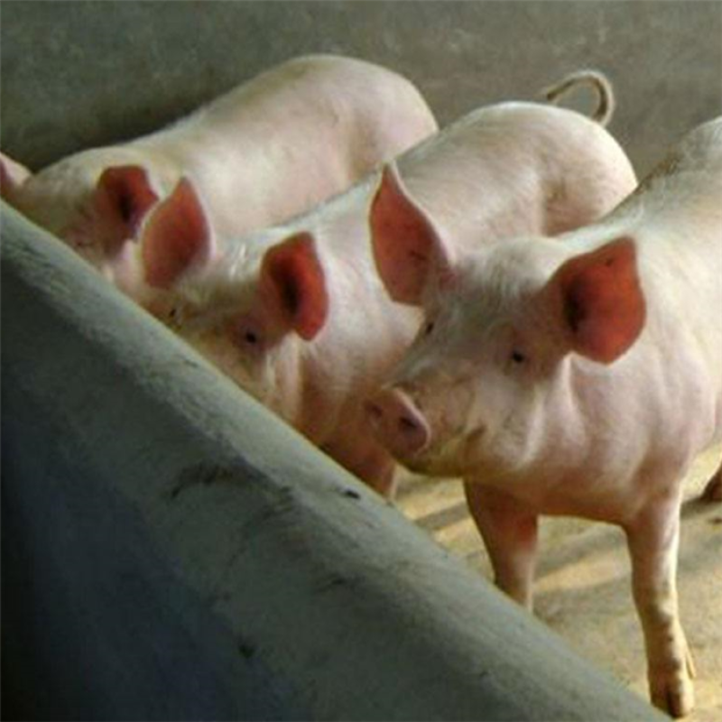 PANGOO A02  Cell-wall Broken Yeast