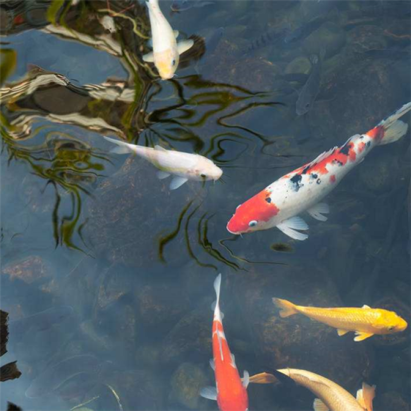 Chemicals Feed Additives DENITRIFYING BACILLUS