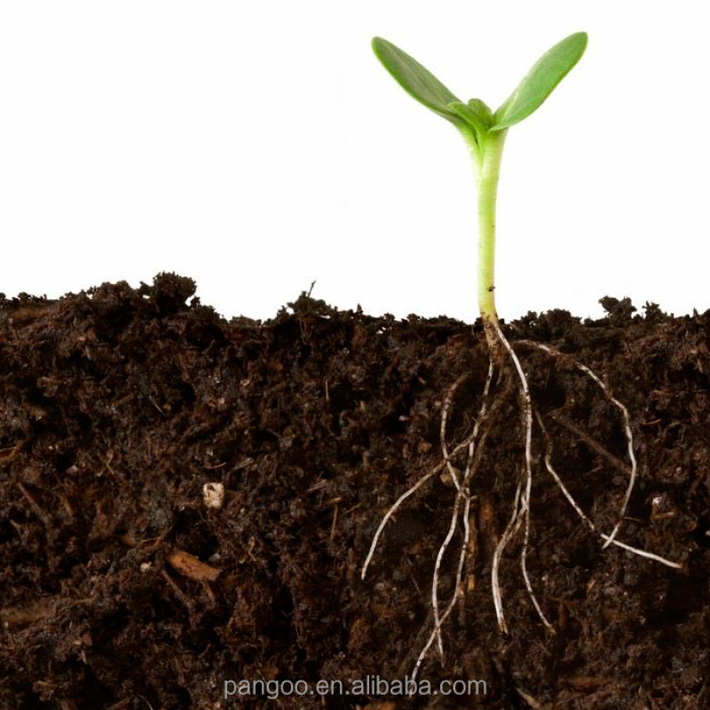 Bio Fertilizer / Plant Probiotics / Soil Microbiology