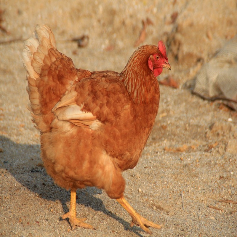 Poultry Chicks Perfect Food Feed Additive China Supplier With Nice Price