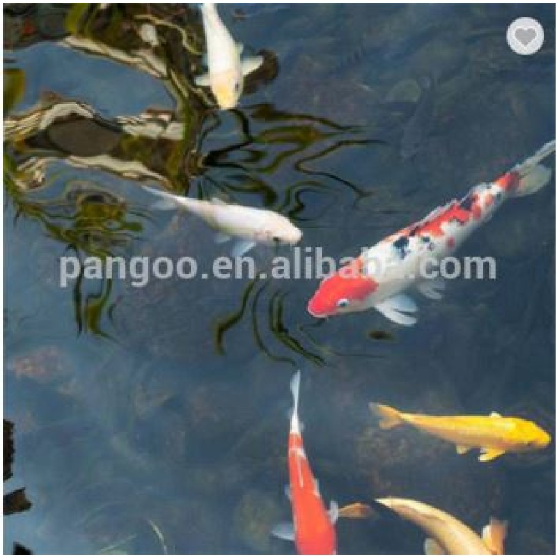 High quality yeast probiotics for  fish free sample