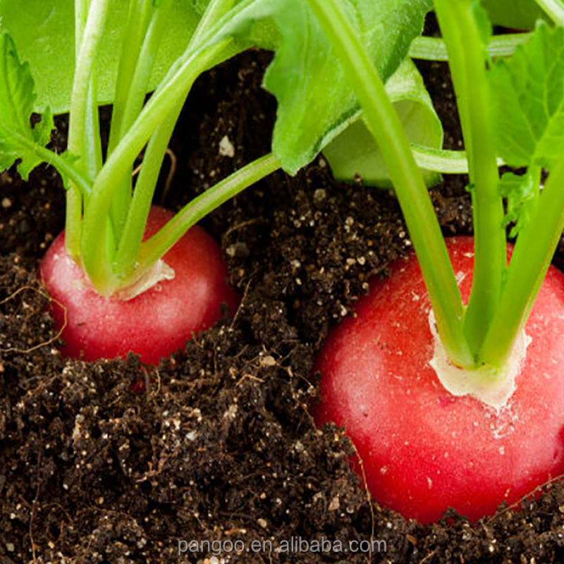 Bio Fertilizer / Plant Probiotics / Soil Microbiology