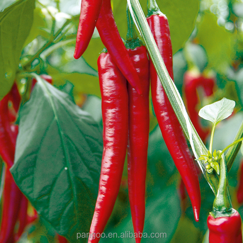 Bio Fertilizer / Plant Probiotics / Soil Microbiology