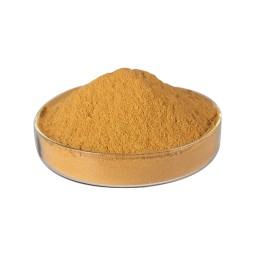 Supplement Sparassis Crispa Extract Polysaccharide Powder