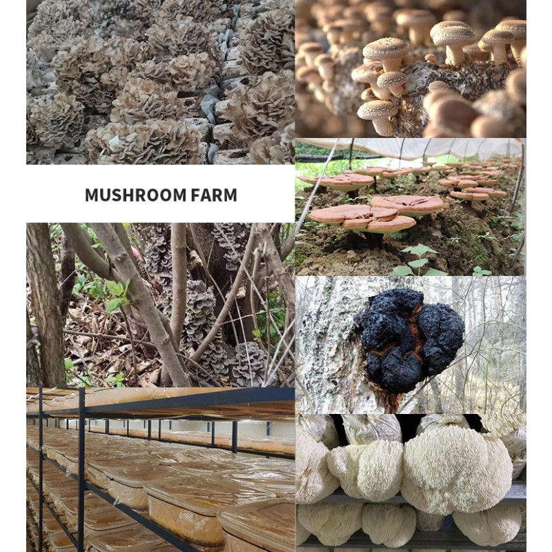 3 in 1 Blend Mushroom Extract Coffee Powder Lions Mane Cordyceps  Reishi