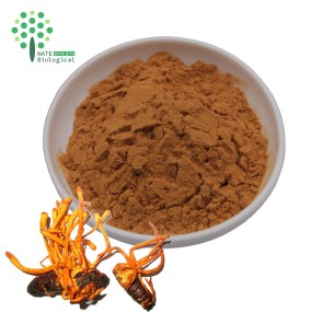 Wholesale Bulk Cordyceps Militaris Mushroom Powder Extract Cordycepin Powder