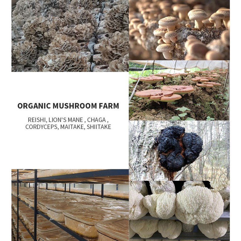 EU&USDA Organic Blend Lions Mane Cordyceps Shiitake Maitake Reishi Chaga Mushroom Extract Powder