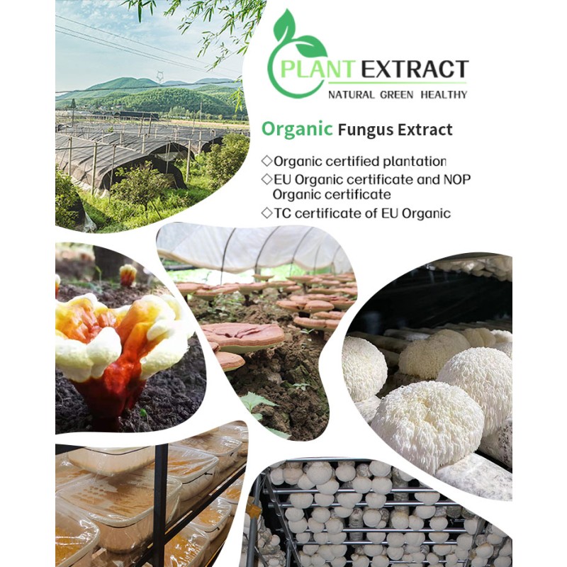 Supplement Sparassis Crispa Extract Polysaccharide Powder