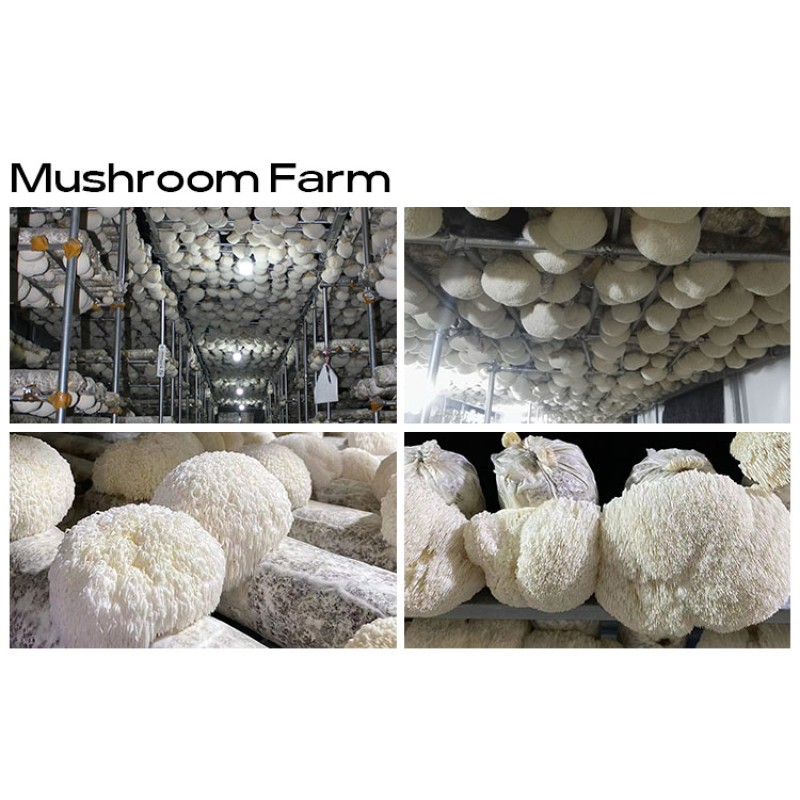 Hericium Erinaceus Extract Hericenones and Erinacines 4% Powder