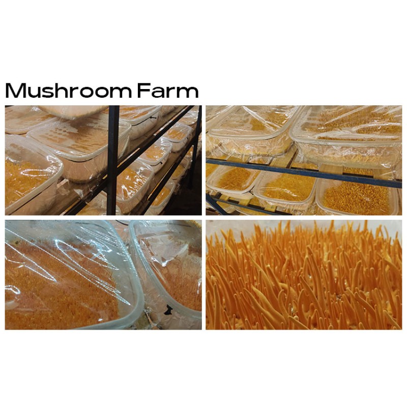 Wholesale Bulk Cordyceps Militaris Mushroom Powder Extract Cordycepin Powder