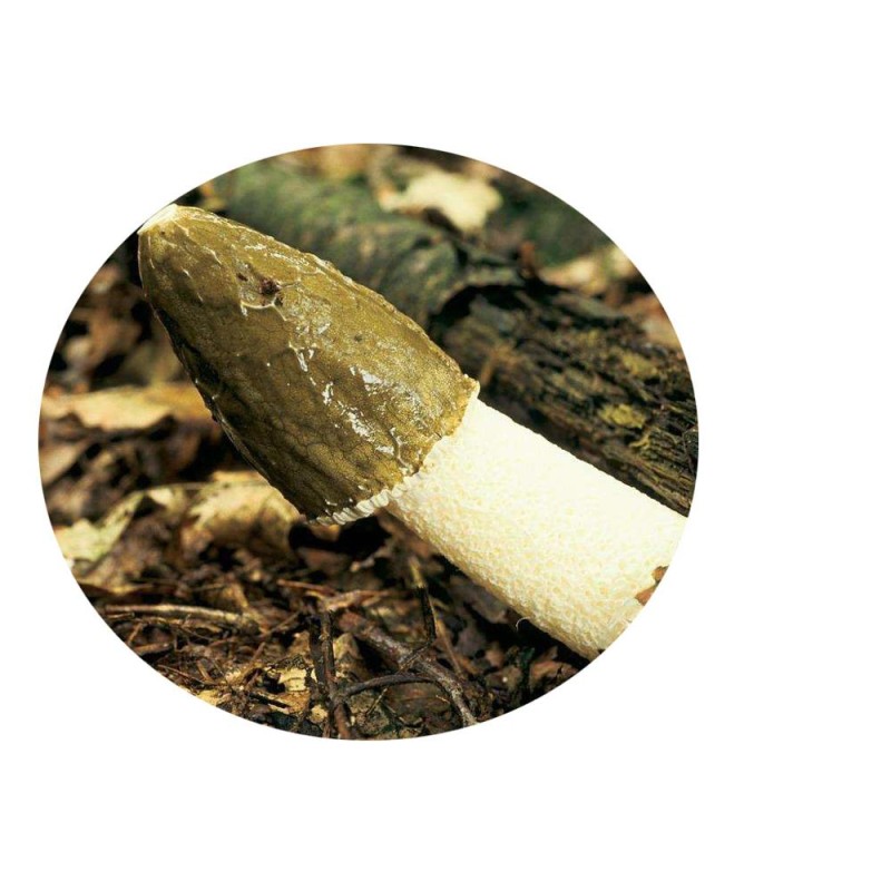 30% Polysaccharides Powder Phallus Impudicus Mushroom Extract UV Test Available in Drum or Glass Container Packaging