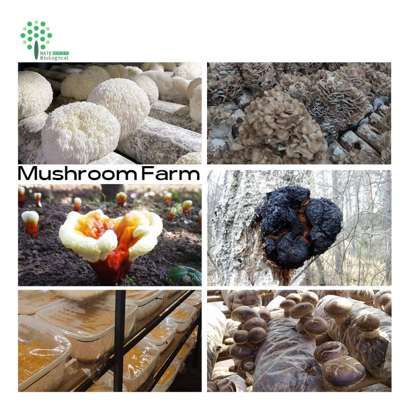 6 in 1 Powerful Mushroom Extract Blend Powder -Lions Mane, Reishi, Cordyceps, Chaga, Turkey Tail, Maitake Extract