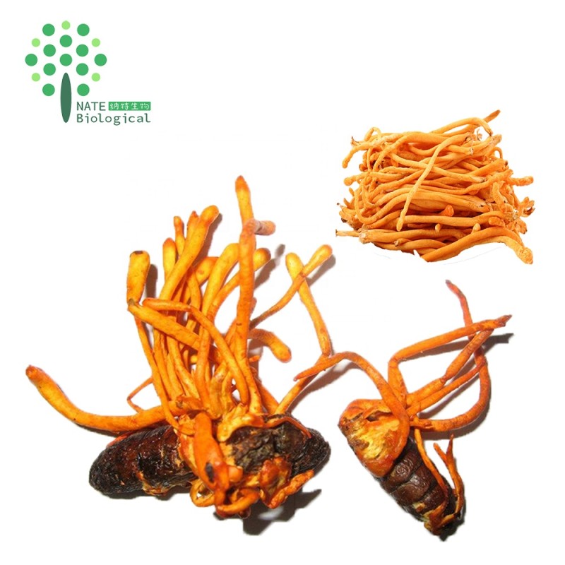 Wholesale Bulk Cordyceps Militaris Mushroom Powder Extract Cordycepin Powder