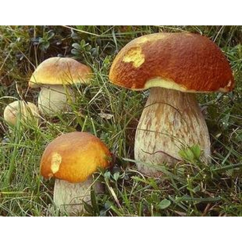 Immunity Enhancing Material Boletus Edulis Mushroom Extract Powder Polysaccharide 50%