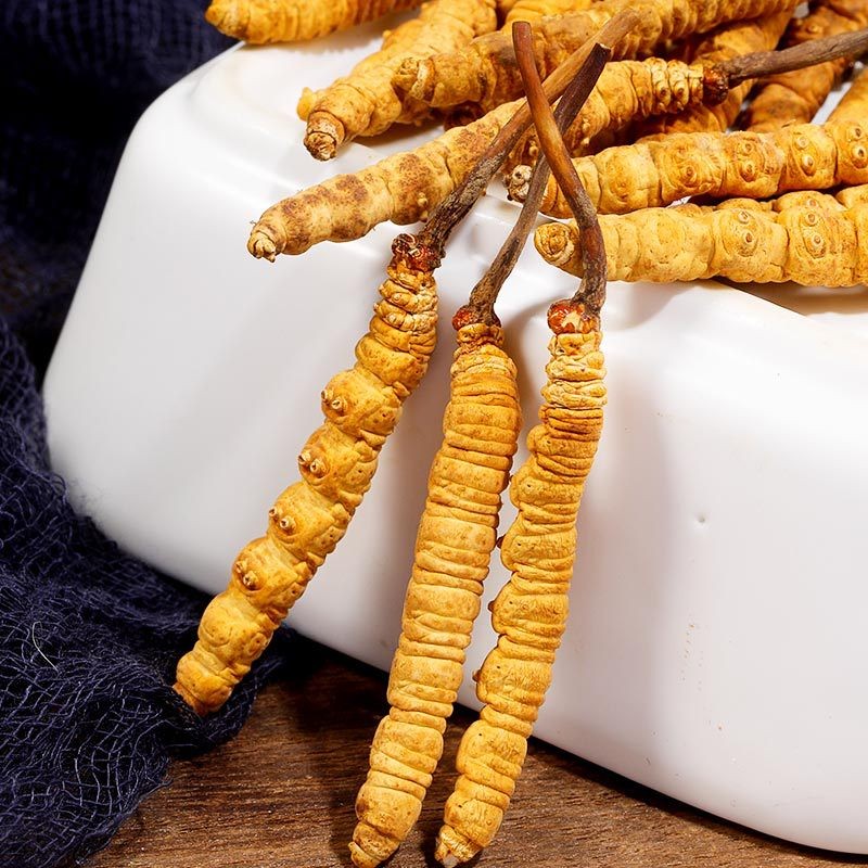 Wild Cordyceps - Natural Tonic Raw Processing