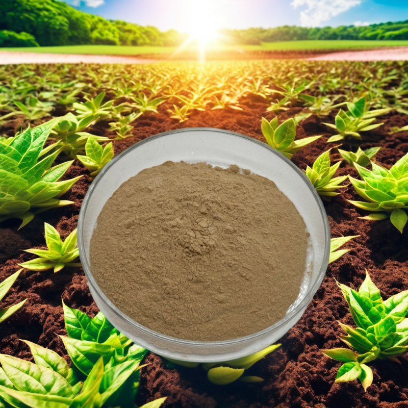Top Quality 10:1 Thai Black Ginger Extract Powder Organic Ginger Powder