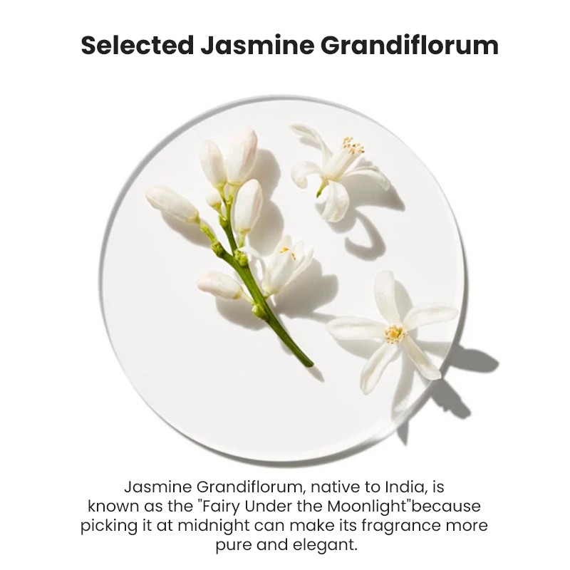 Essential Oil Manufacturer - MULAN 10ml Herbal Jasmine Compound Natural