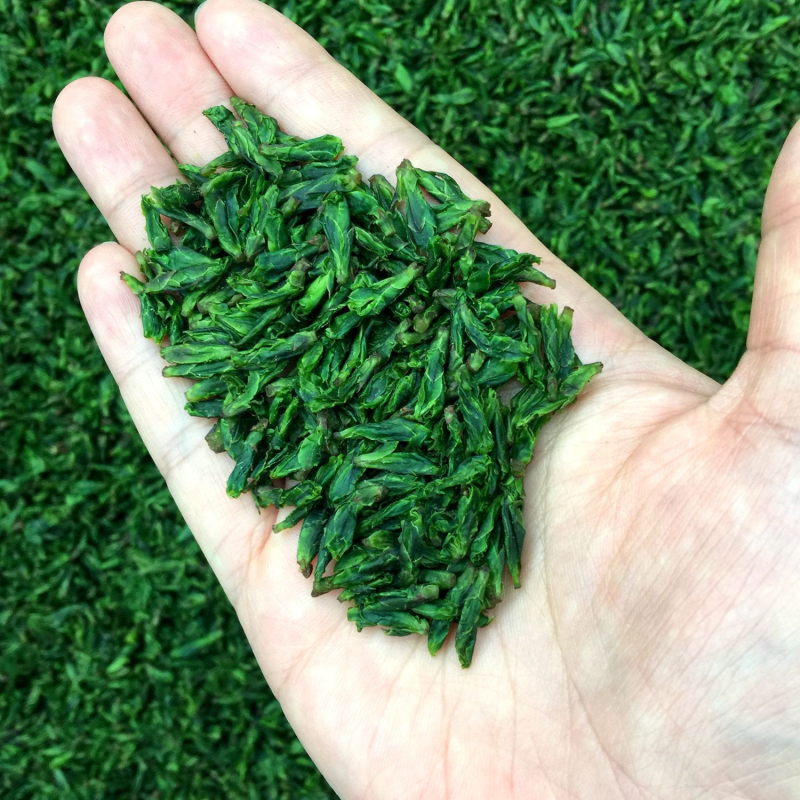 Raw Tea Factory - 2025 New Bulk Kuding Tea Sichuan Qingshan