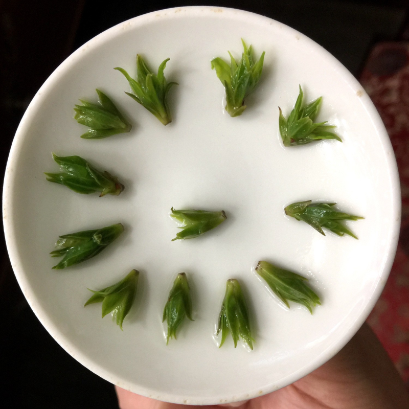 Raw Tea Factory - 2025 New Bulk Kuding Tea Sichuan Qingshan