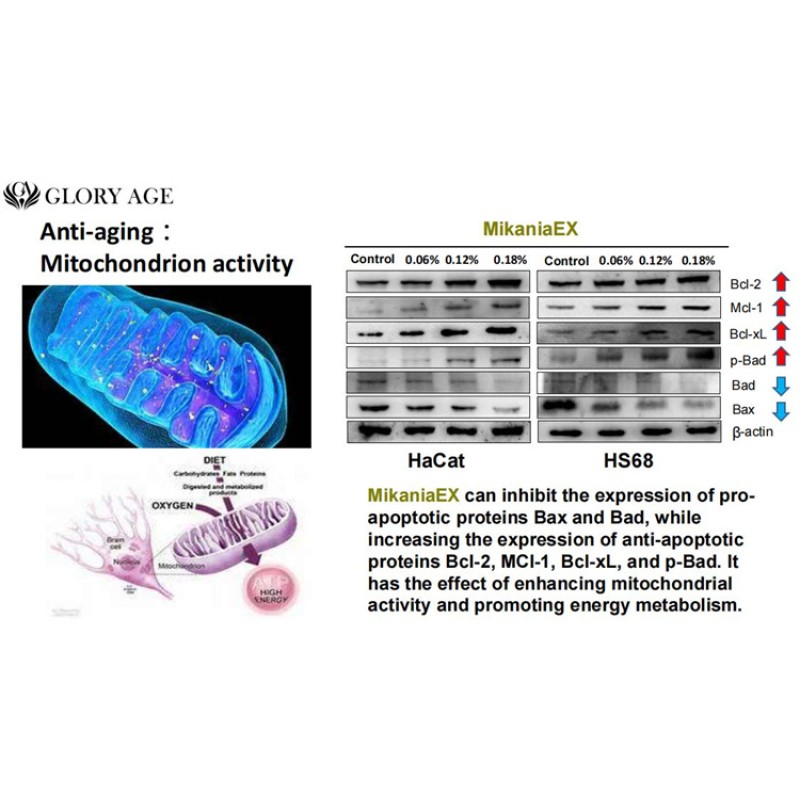 Customised Cell Activation Luxury Face Serum Mikania Micrantha Botanical Extract Enhancing Skin Cell Daily Chemicals