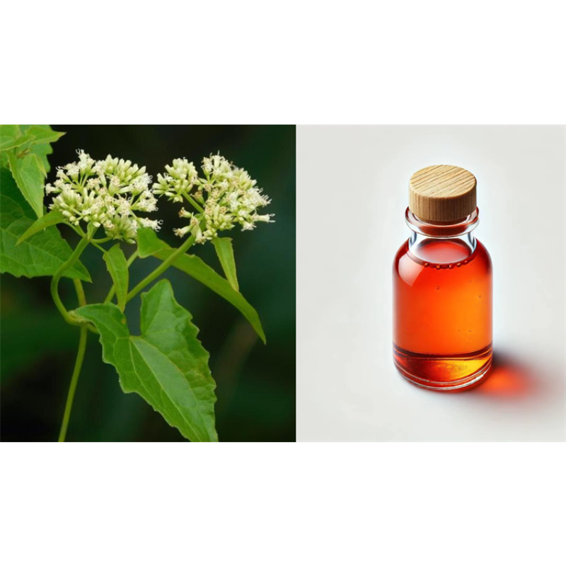 Customised Cell Activation Luxury Face Serum Mikania Micrantha Botanical Extract Enhancing Skin Cell Daily Chemicals