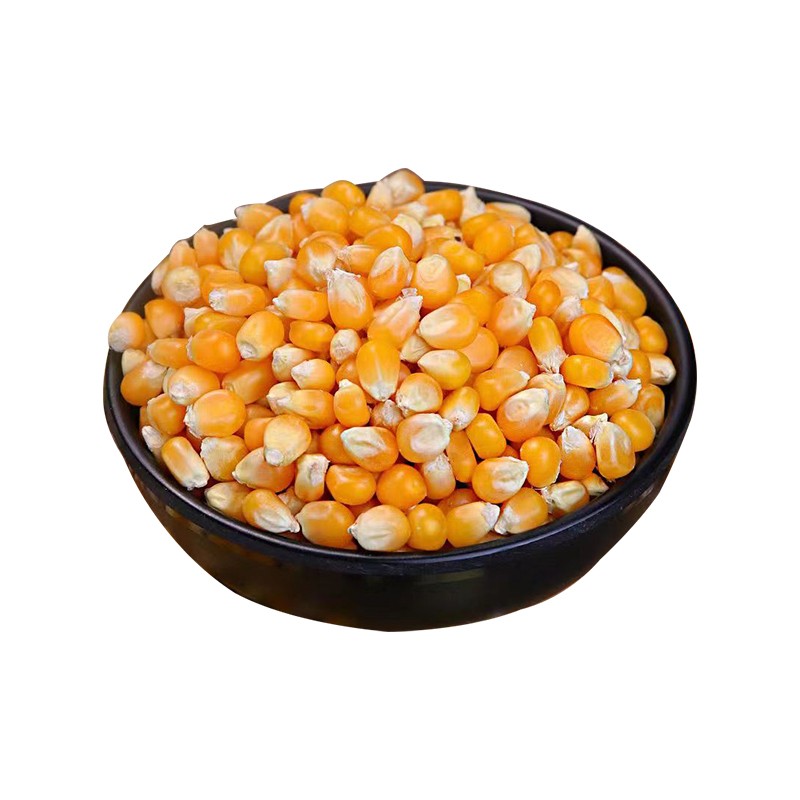 Mushroom Popcorn Factory - Corn Kernels Grain Snacks Wholesale