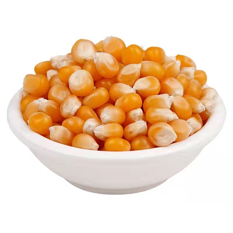 Mushroom Popcorn Factory - Corn Kernels Grain Snacks Wholesale